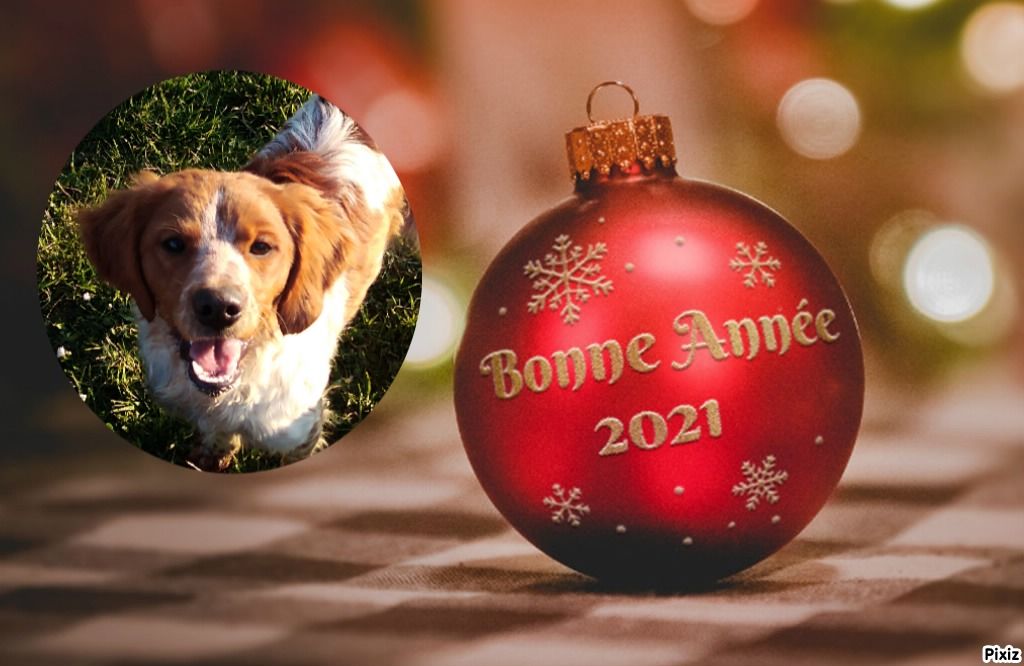 Des Terres De Flore - Bonne année 2021 !!!