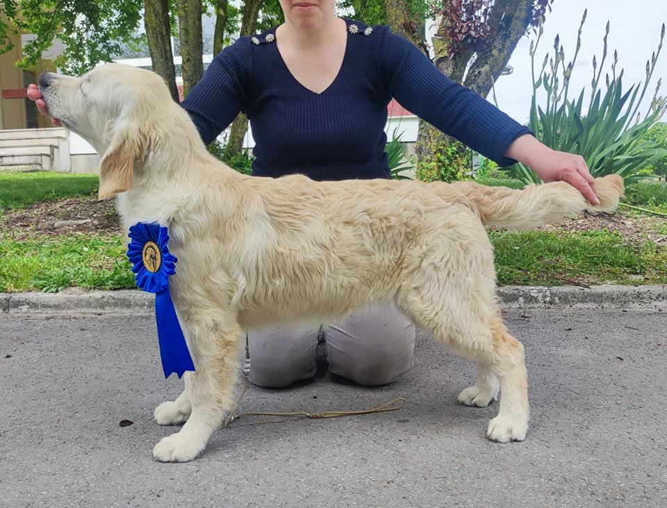 Des Terres De Flore - Régionale d'élevage du Retriever Club à St-Pouange 