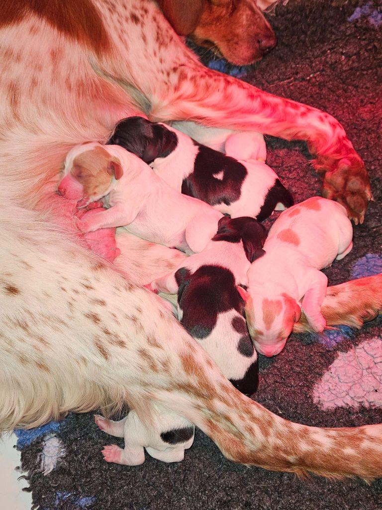 Des Terres De Flore - Les bébés de Spart et Lola sont nés !