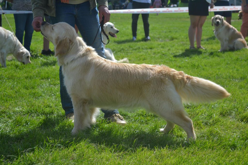 Des Terres De Flore - Week-end Retriever à Anet (28)