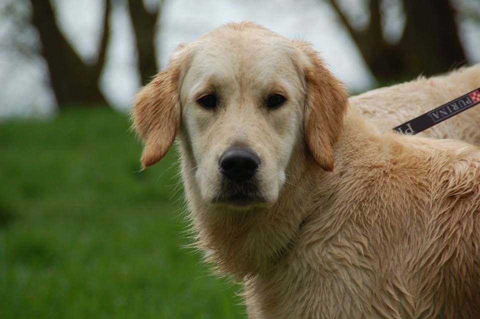 Des Terres De Flore - Exposition du Paris Dog Show-07/01/2018