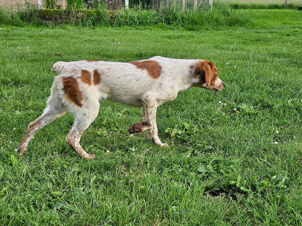 Une charlotte aux fraises Des Terres De Flore