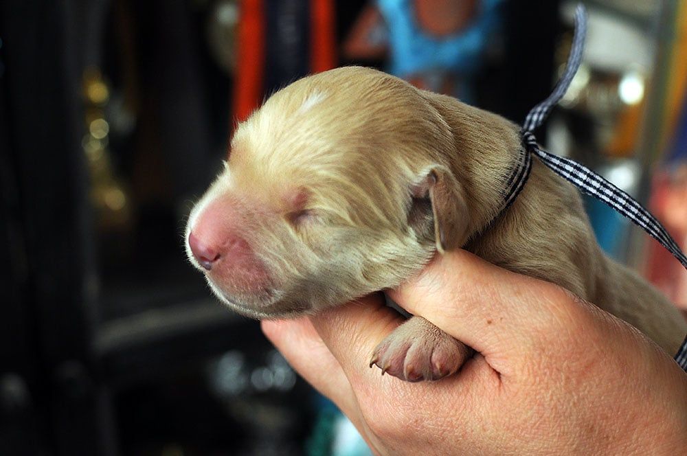 Des Terres De Flore - Chiot disponible  - Golden Retriever