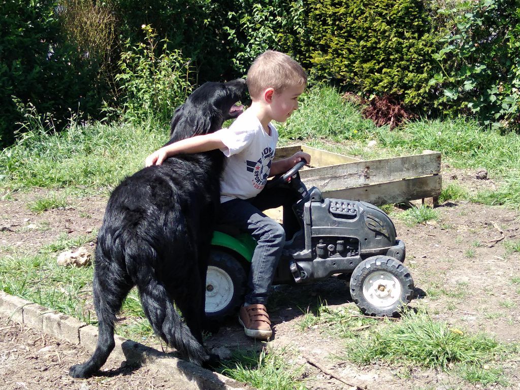 chiot Flat Coated Retriever Des Terres De Flore