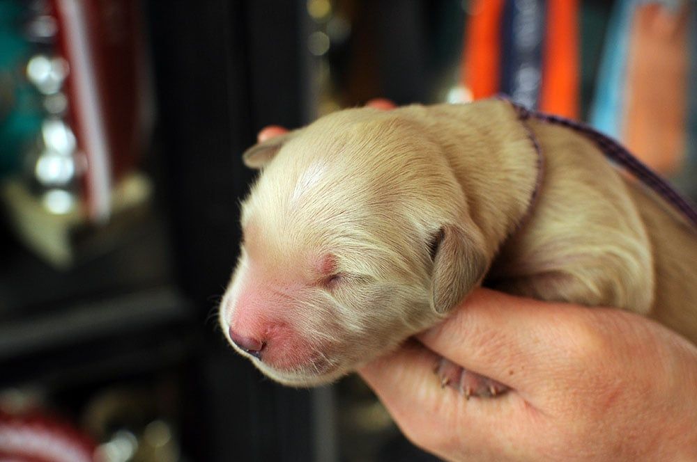 Des Terres De Flore - Chiot disponible  - Golden Retriever