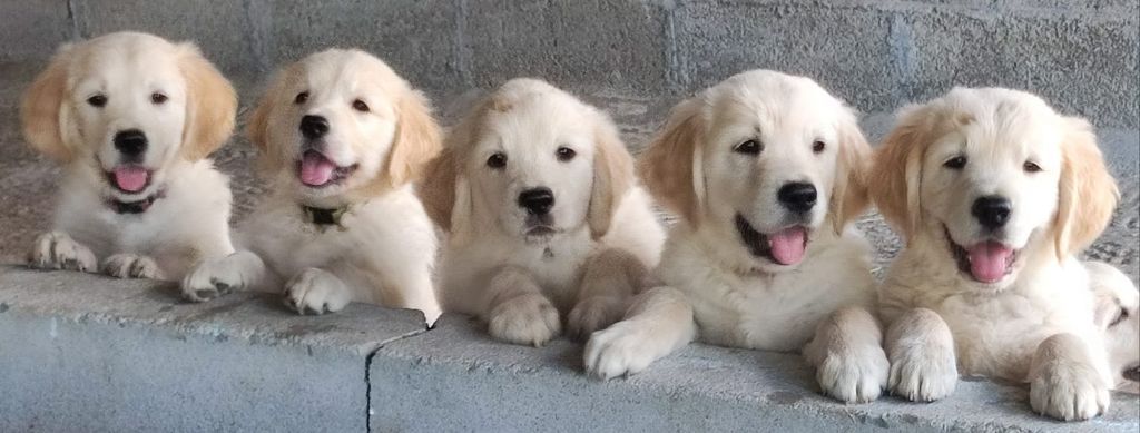 chiot Golden Retriever Des Terres De Flore