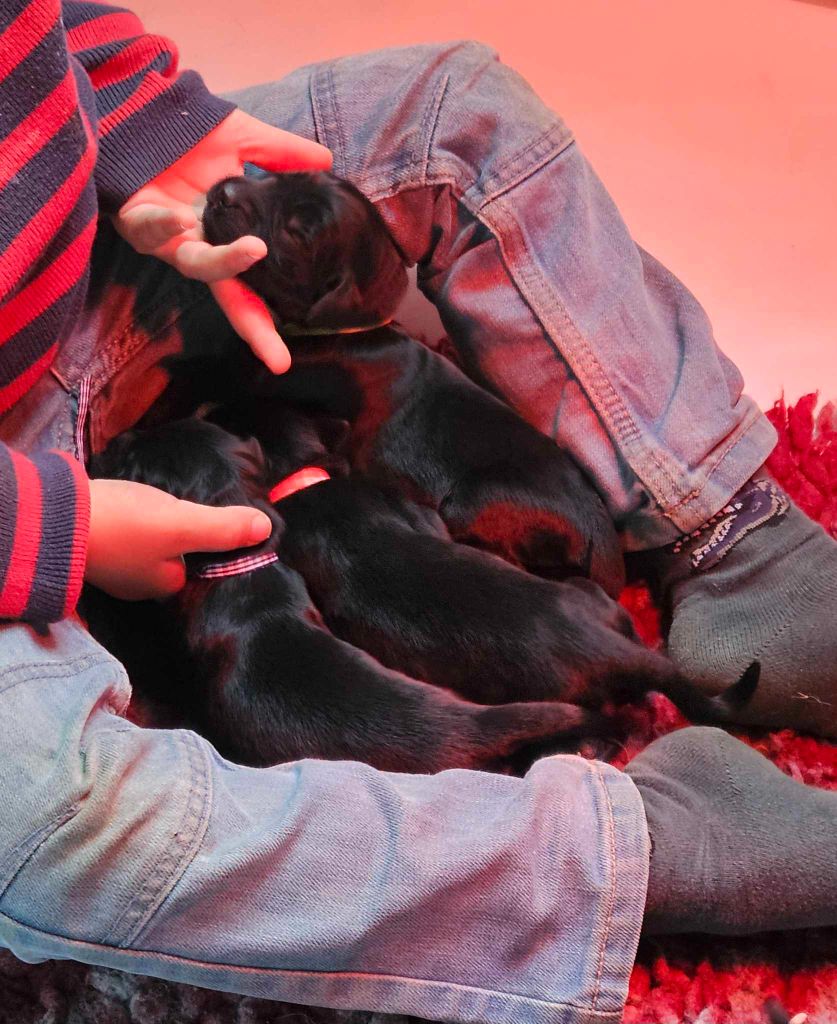 chiot Flat Coated Retriever Des Terres De Flore