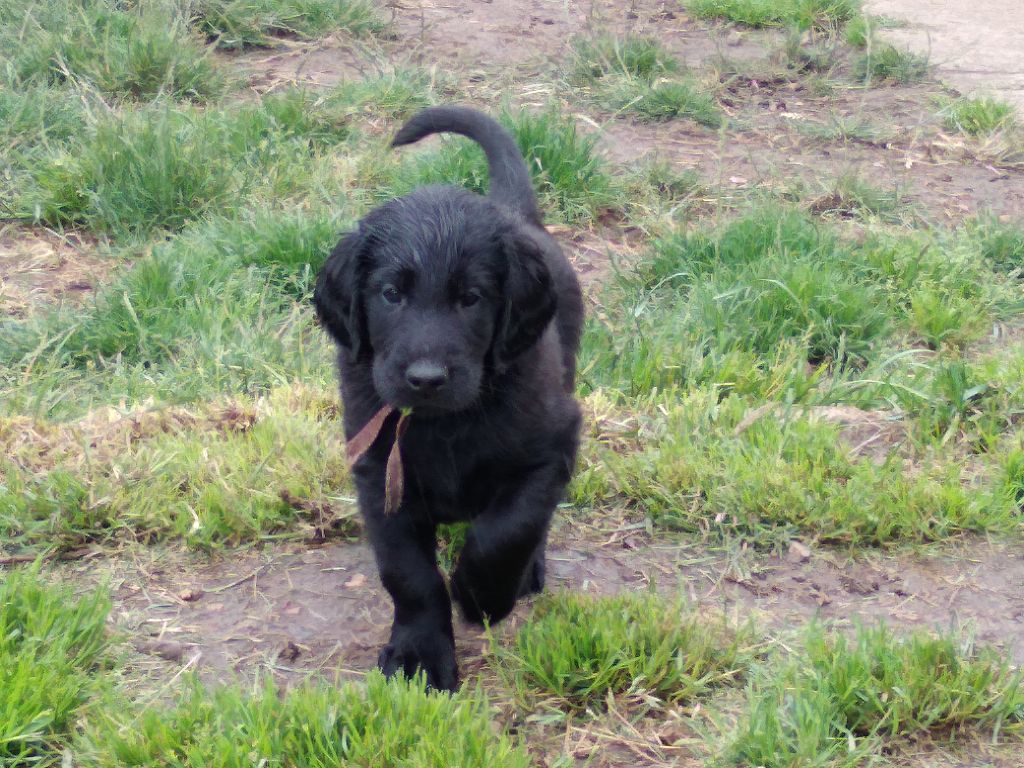 chiot Flat Coated Retriever Des Terres De Flore