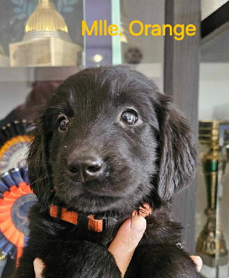 Mlle.Orange (noir)