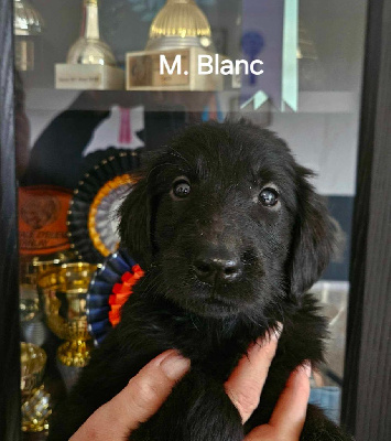 M.Blanc