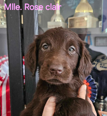 Mlle.Rose clair ex.Coeurs (marron)