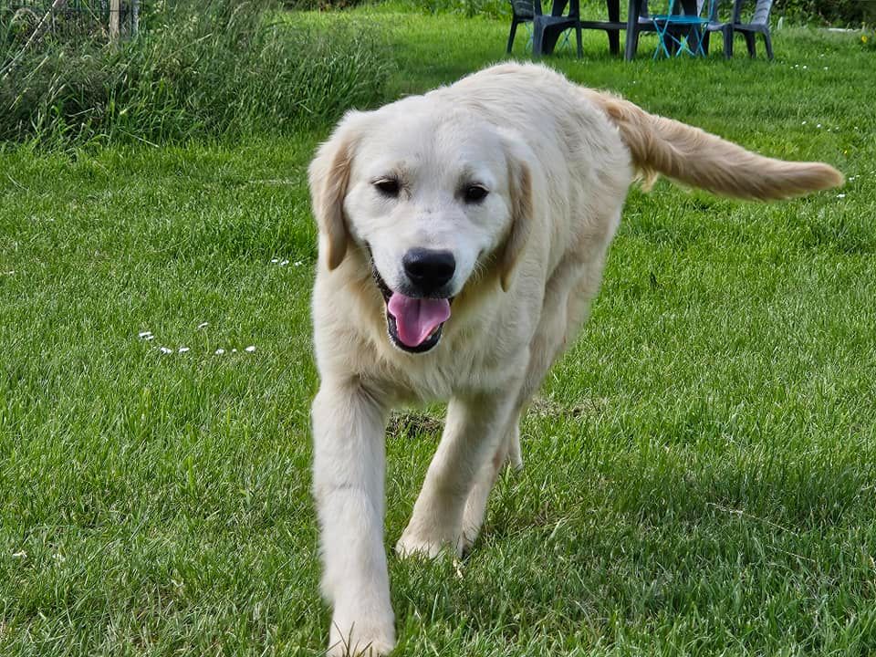 chiot Golden Retriever Des Terres De Flore