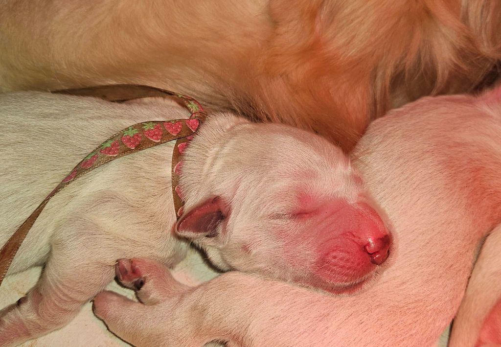 Les bébés de Poupée et Thadeus sont nés !