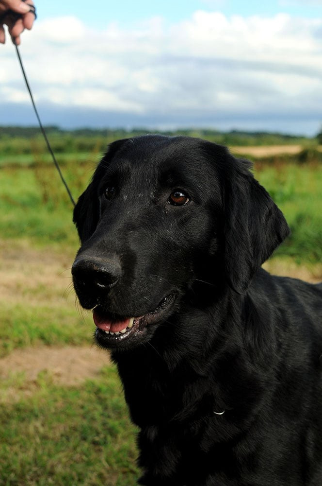 Des adultes retrievers à la recherche de familles