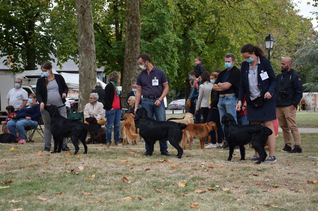 Des Terres De Flore - 40ème Nationale d'Elevage du Retriever Club de France