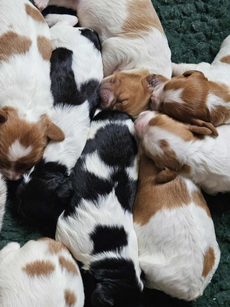 Les bébés sont nés