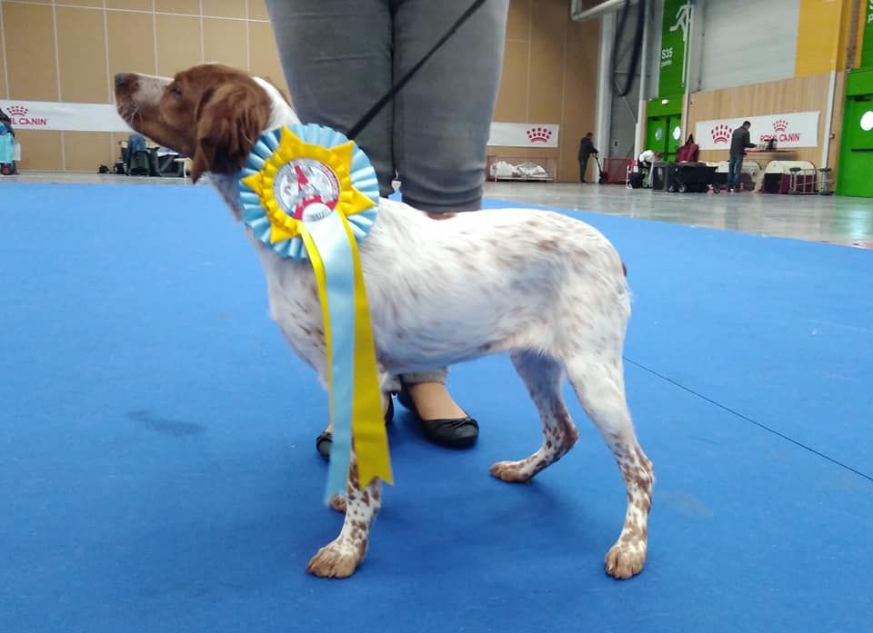 Des Terres De Flore - **Paris Dog Show**