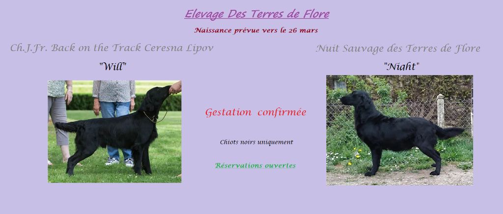 Des Terres De Flore - Des bébés prévus pour le printemps