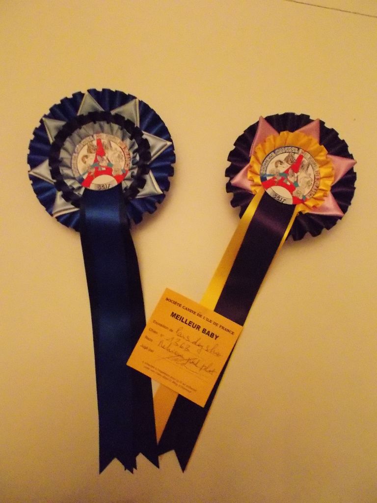 Des Terres De Flore - Exposition du Paris Dog Show-07/01/2018