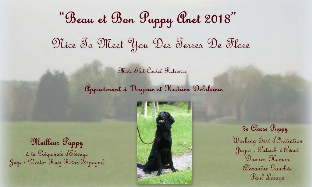 Des Terres De Flore - "Bébé" Beau et bon classe puppy