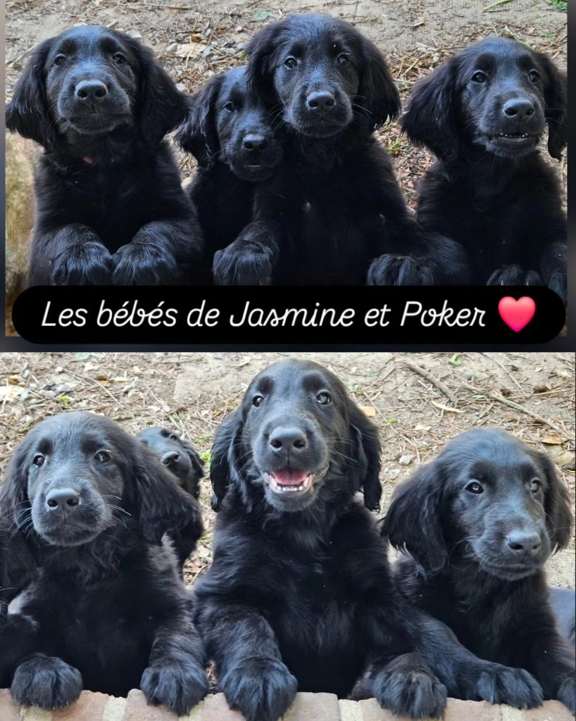 Des Terres De Flore - Des bébés disponibles tout de suite