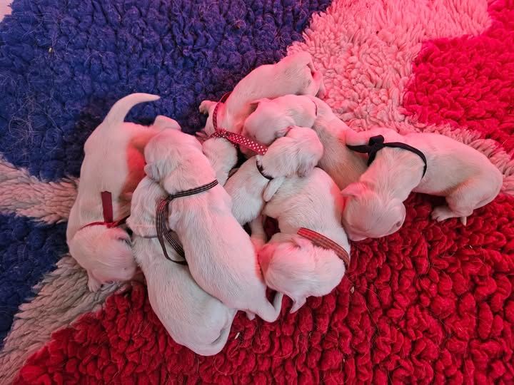 Les chiots de Sybelle et Mimi sont nés