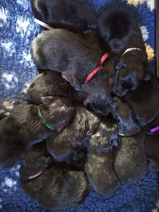 Des Terres De Flore - Nouvelles photos de bébés de Night et Moritz en ligne