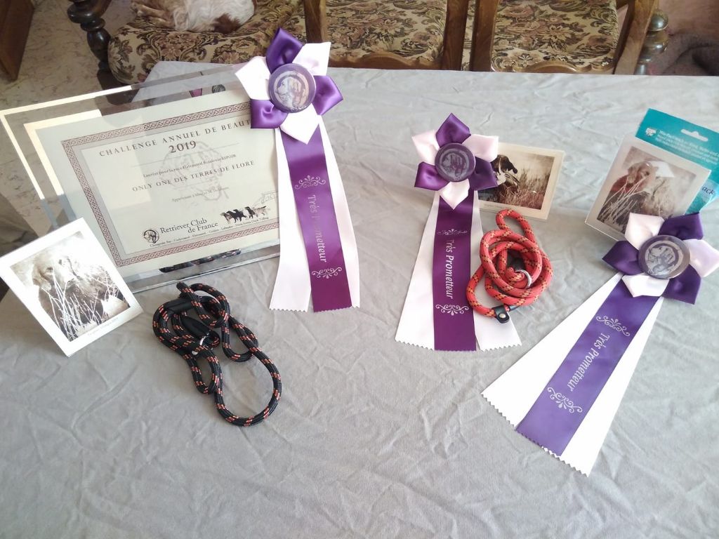 Des Terres De Flore - **Nationale d'Elevage du Retriever Club de France**