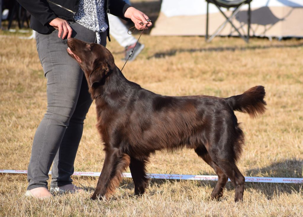 Des Terres De Flore - **Nationale d'Elevage du Retriever Club de France**