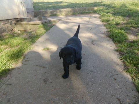 Sortie au jardin Flore x Douglas 2016
