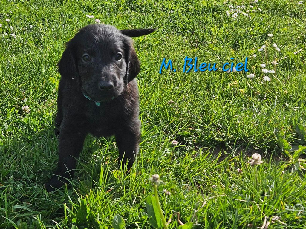 Des Terres De Flore - Chiots disponibles - Flat Coated Retriever