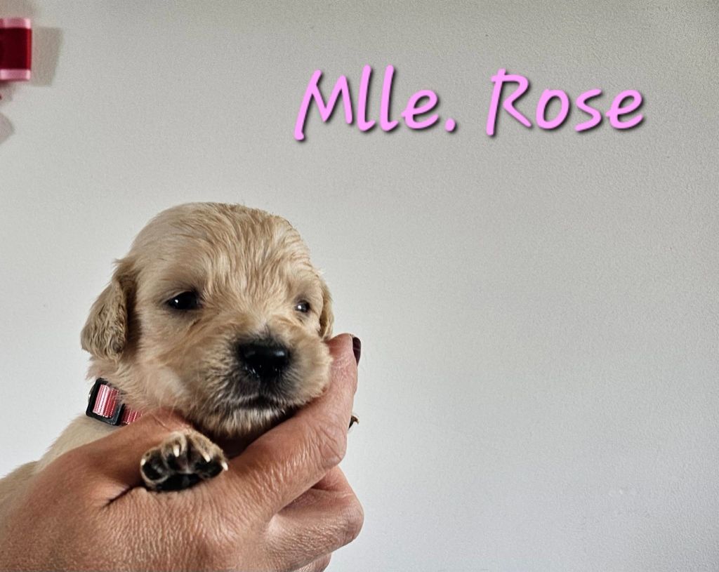 Des Terres De Flore - Chiots disponibles - Golden Retriever