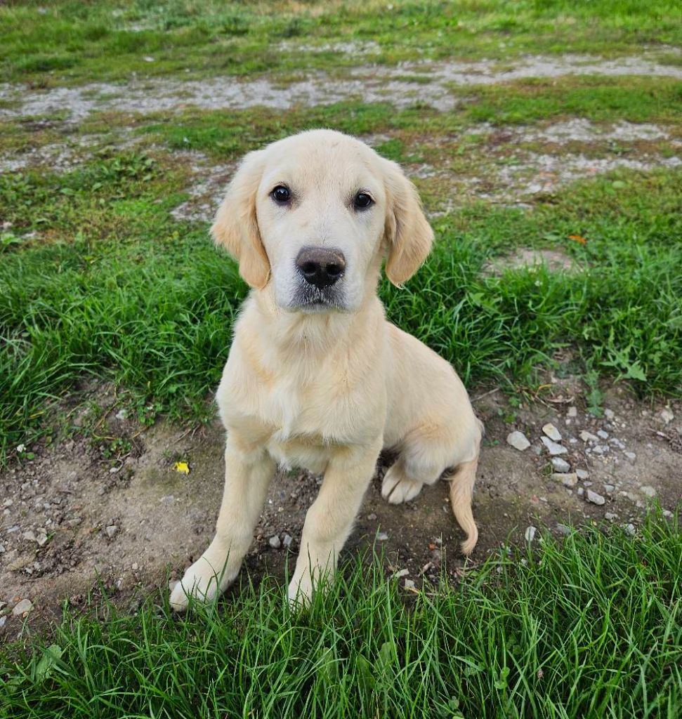 Des Terres De Flore - Chiots disponibles - Golden Retriever