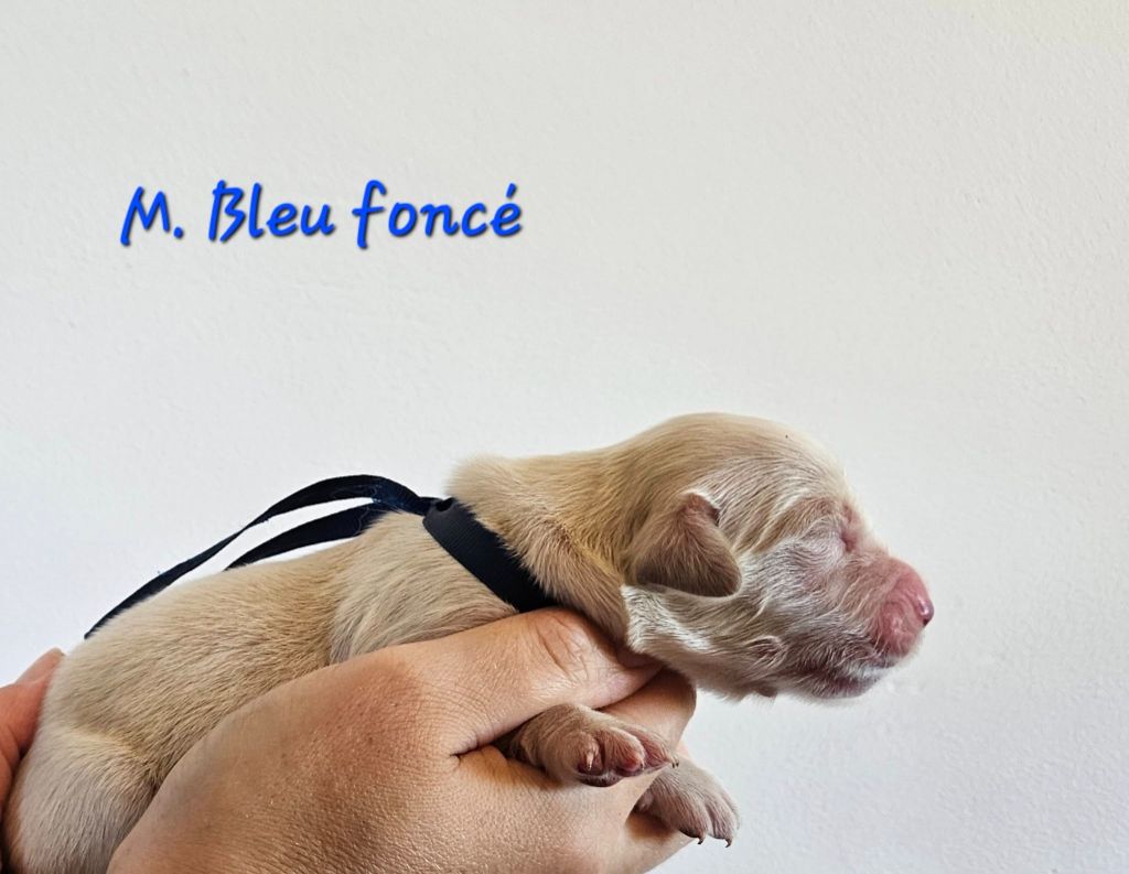 Des Terres De Flore - Chiots disponibles - Golden Retriever