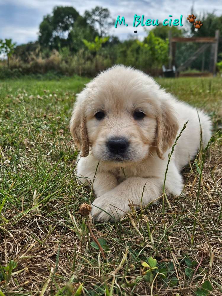 Des Terres De Flore - Chiots disponibles - Golden Retriever