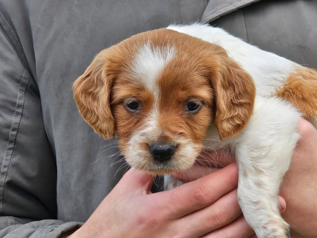 Des Terres De Flore - Chiots disponibles - Epagneul Breton
