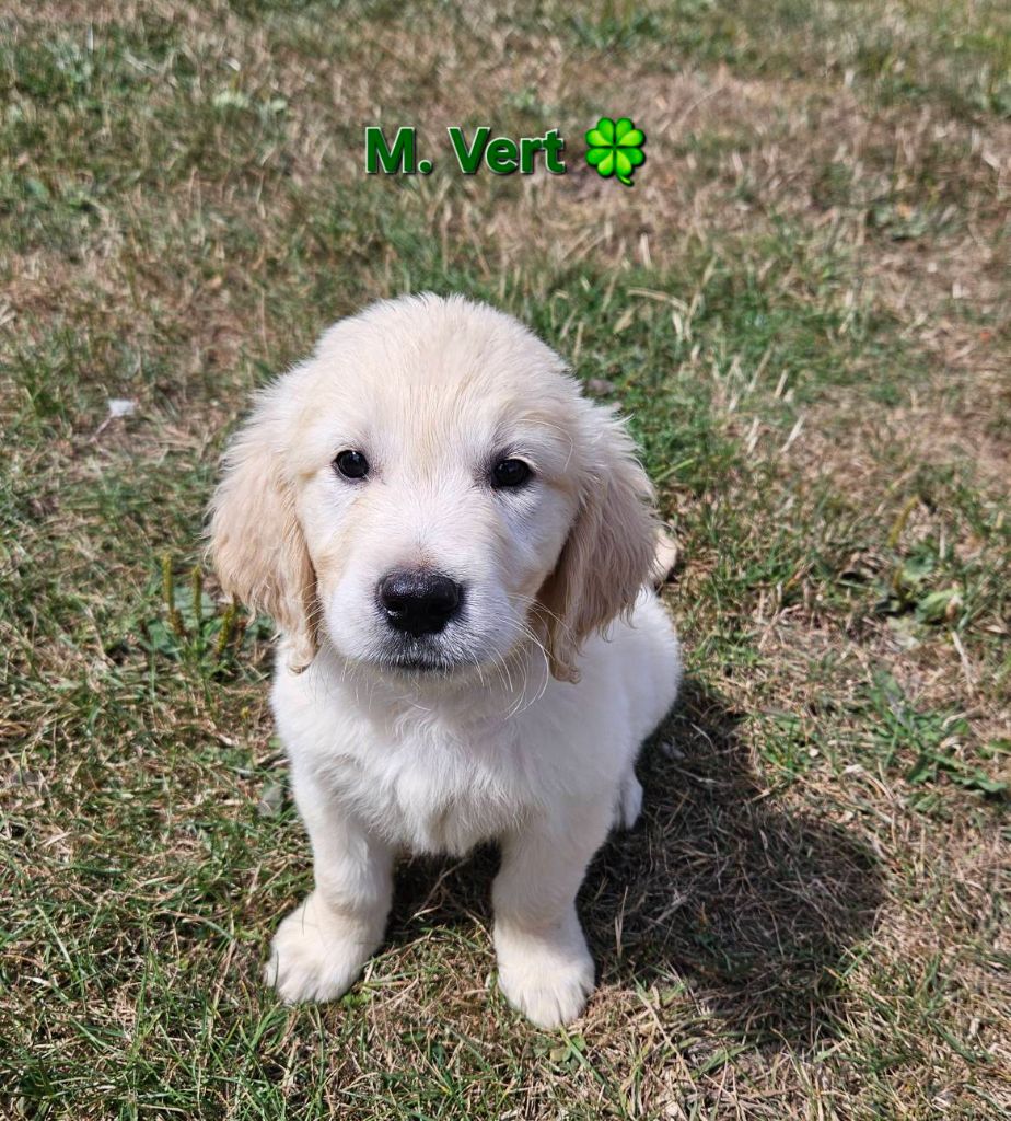 Des Terres De Flore - Chiots disponibles - Golden Retriever
