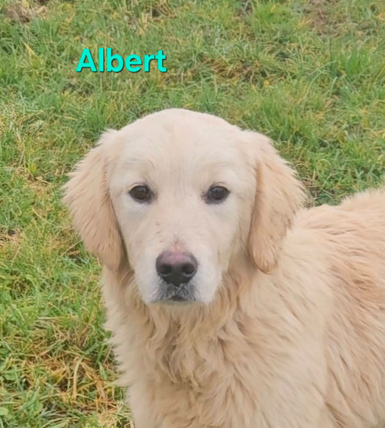 Des Terres De Flore - Chiots disponibles - Golden Retriever