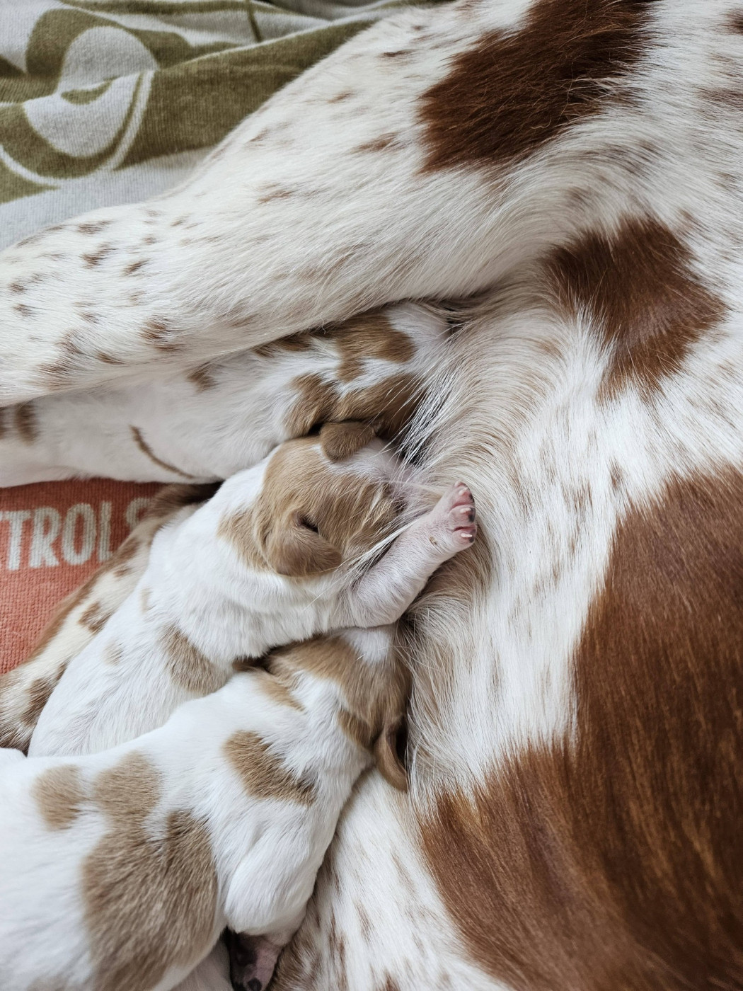 Chiot Epagneul Breton Des Terres De Flore