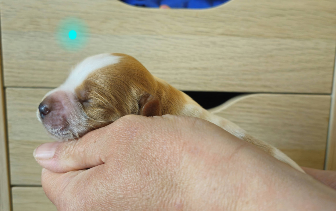 Des Terres De Flore - Chiots disponibles - Epagneul Breton