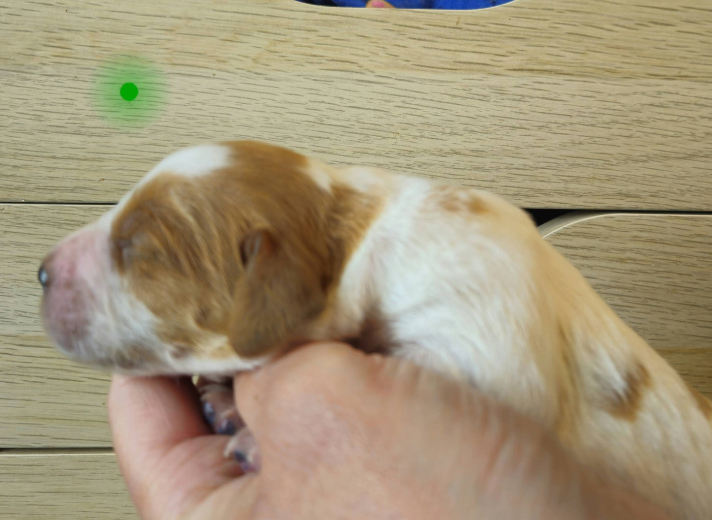 Des Terres De Flore - Chiots disponibles - Epagneul Breton