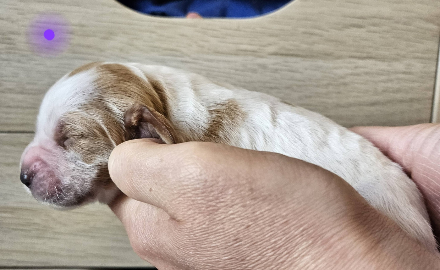 Des Terres De Flore - Chiots disponibles - Epagneul Breton