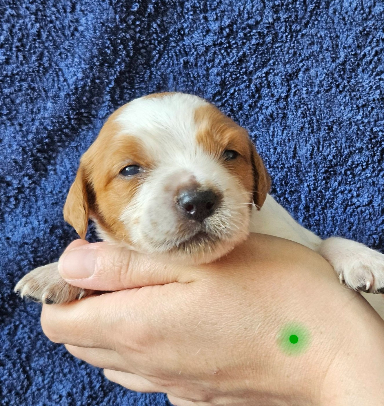 Des Terres De Flore - Chiots disponibles - Epagneul Breton