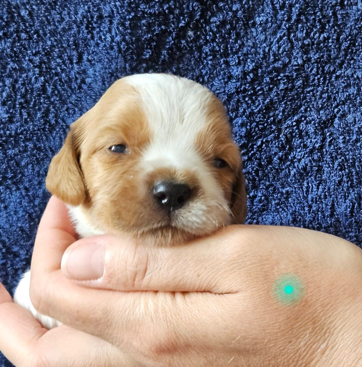 Des Terres De Flore - Chiots disponibles - Epagneul Breton