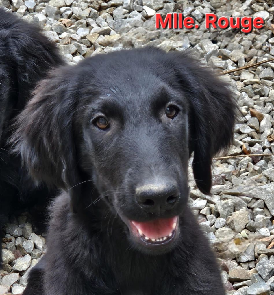 Des Terres De Flore - Chiots disponibles - Flat Coated Retriever