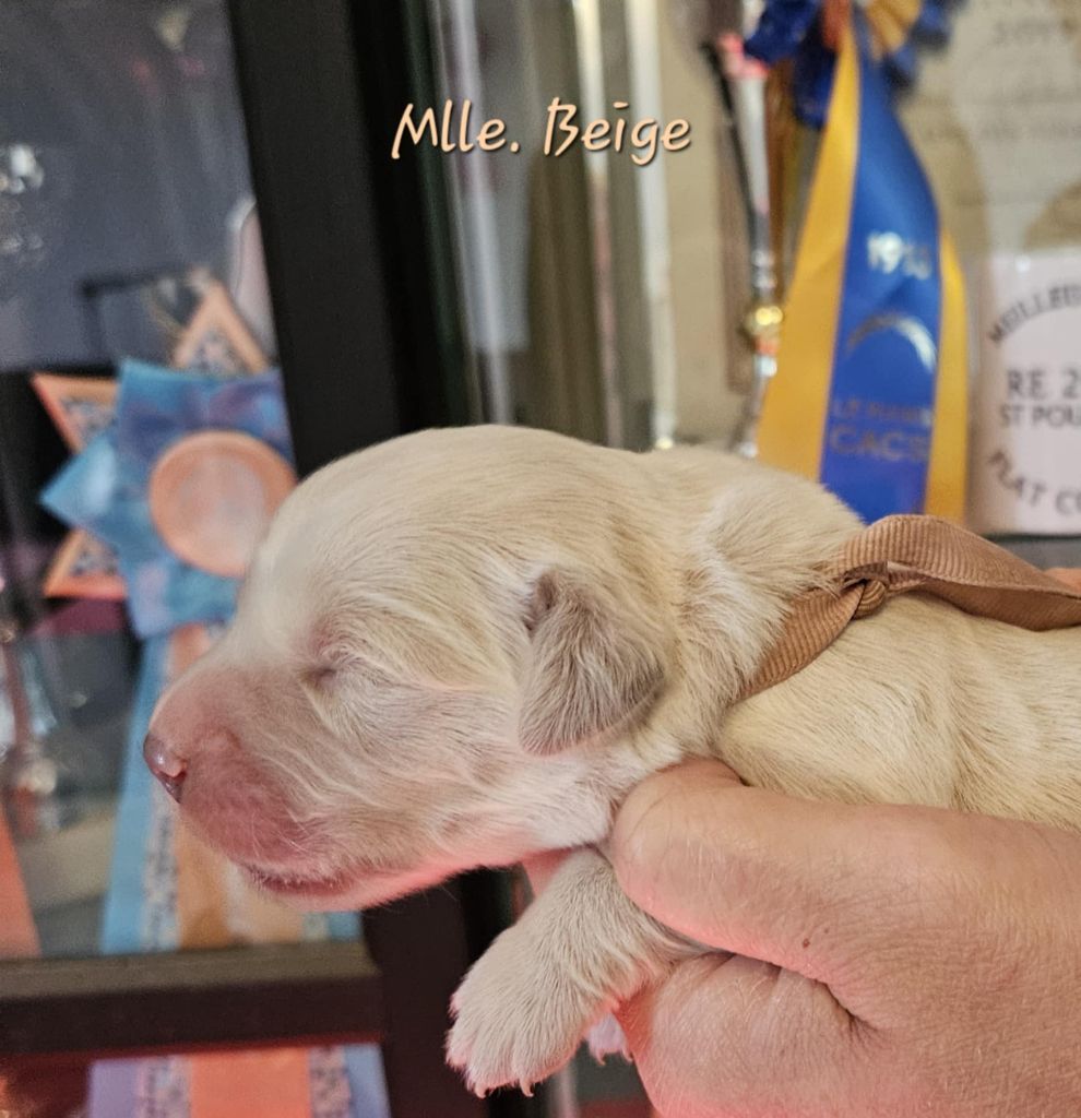 Des Terres De Flore - Chiots disponibles - Golden Retriever