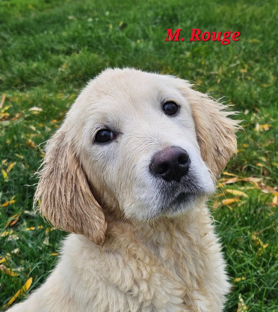 Des Terres De Flore - Chiots disponibles - Golden Retriever