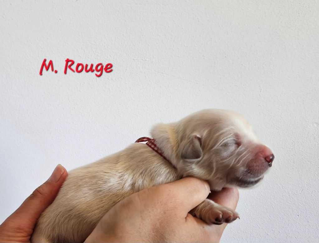 Des Terres De Flore - Chiots disponibles - Golden Retriever