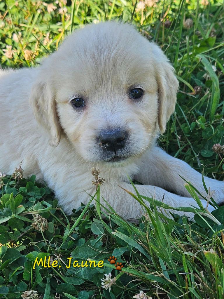 Des Terres De Flore - Chiots disponibles - Golden Retriever