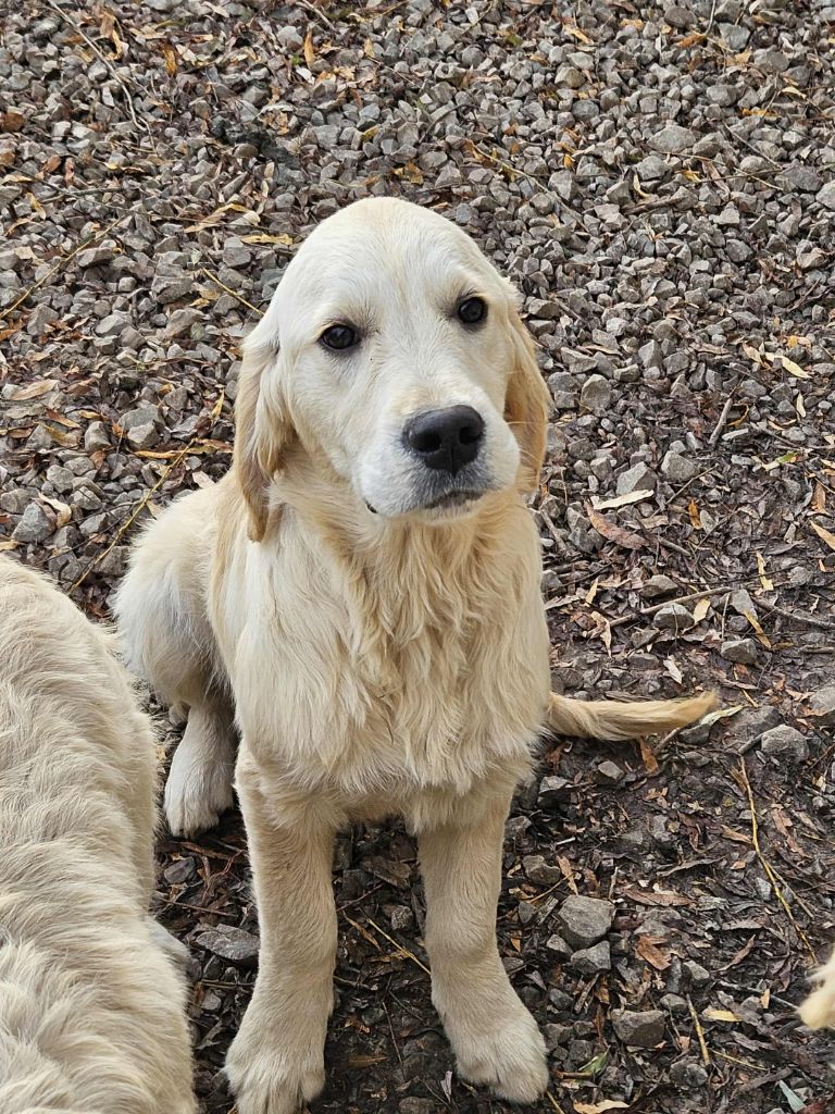 Des Terres De Flore - Chiots disponibles - Golden Retriever